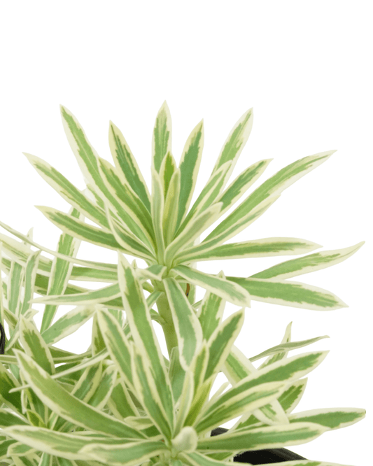 Euphorbia 'Tasmanian Tiger' - The Garden Corner