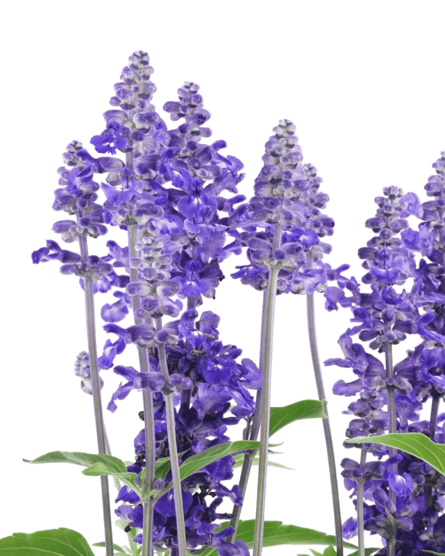 Salvia Sally fun™ 'Deep Ocean' - The Garden Corner