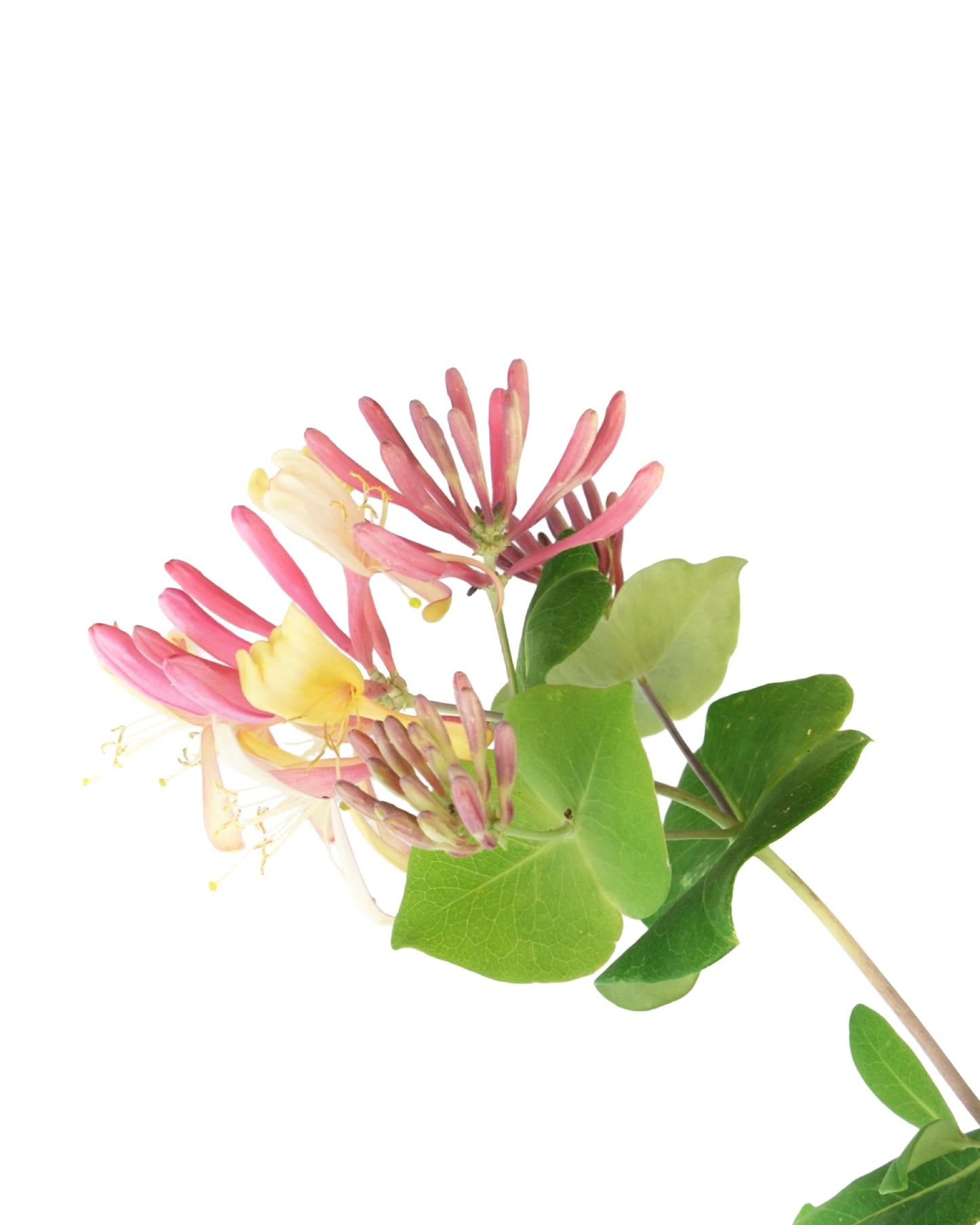 Lonicera x heckrottii 'Gold Flame' - The Garden Corner