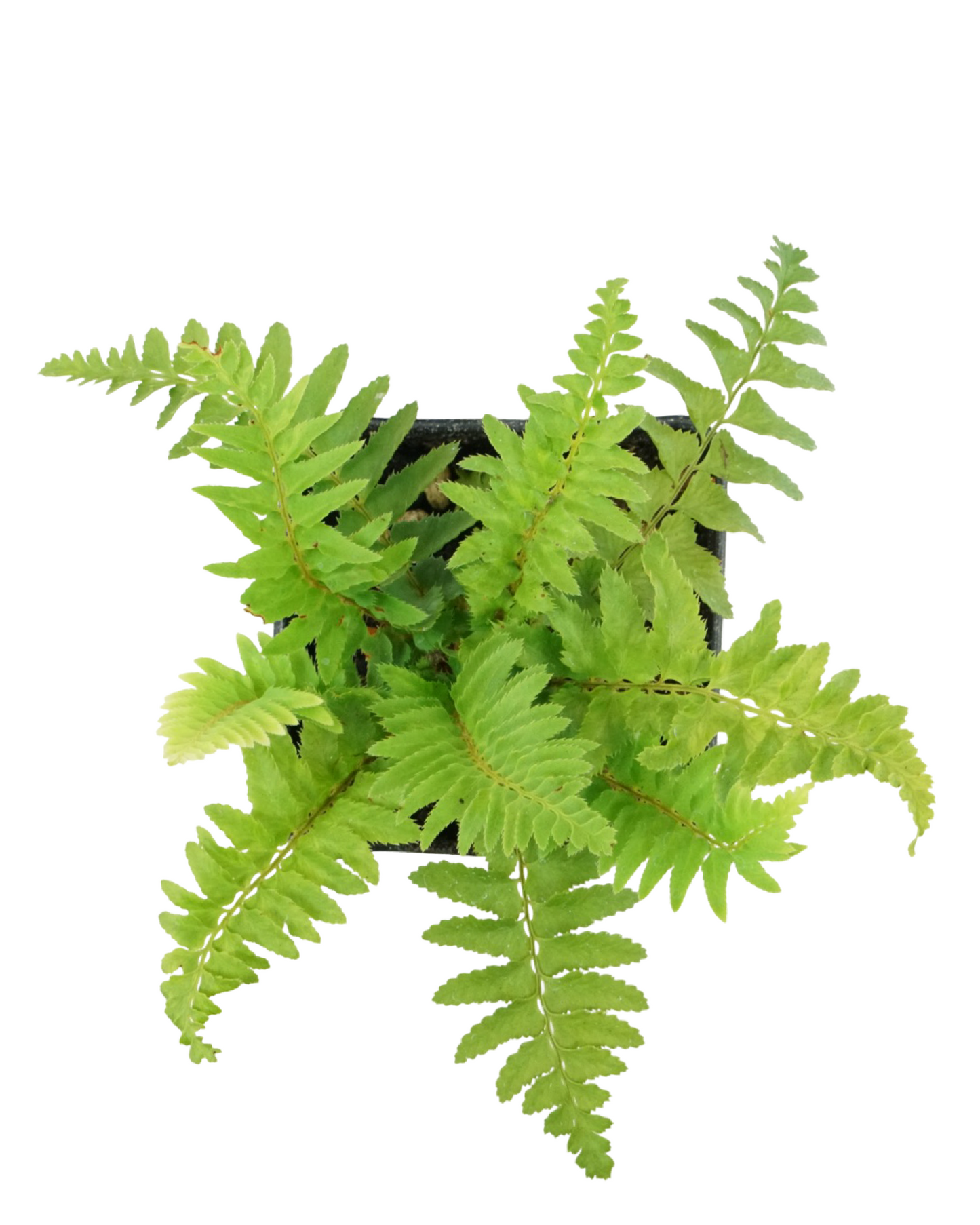 Polystichum munitum 'Western Sword Fern'