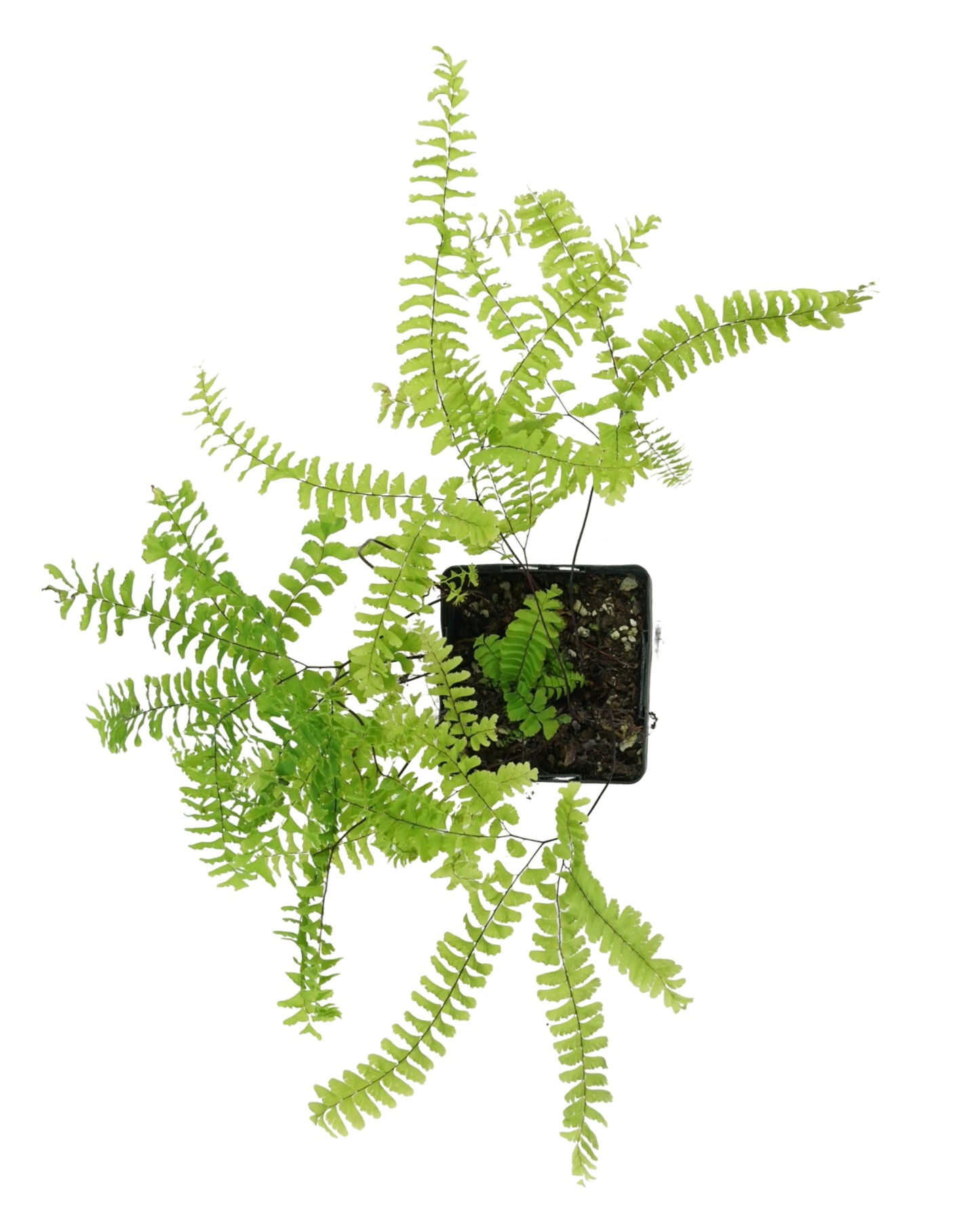 Adiantum aleuticum - Perennials