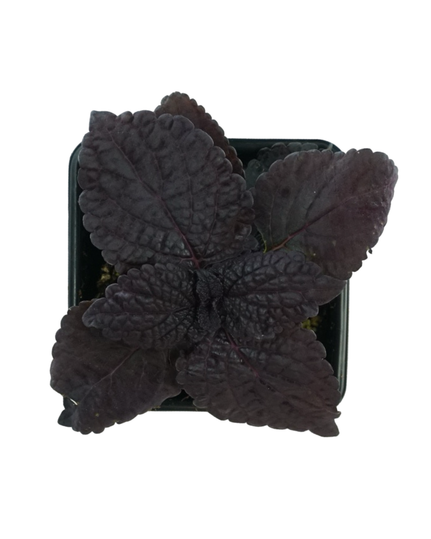 Coleus 'Dark Star'