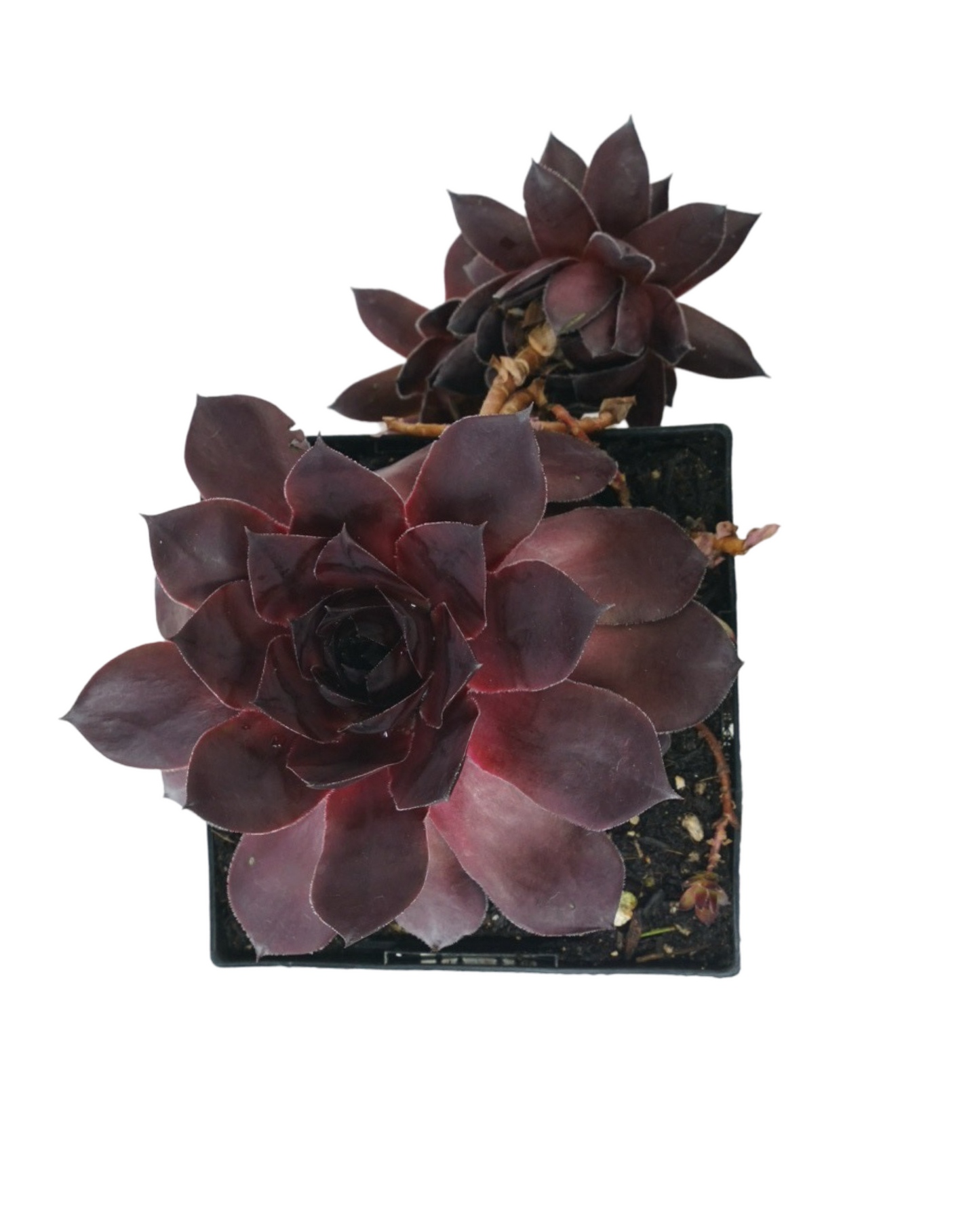 Sempervivum SUPERSEMPS® 'Onyx'