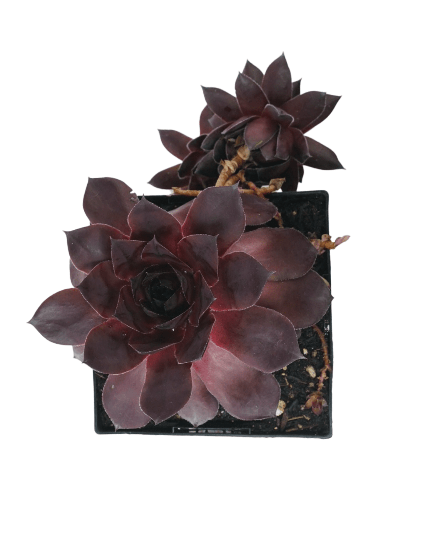 Sempervivum SUPERSEMPS® 'Onyx' - The Garden Corner