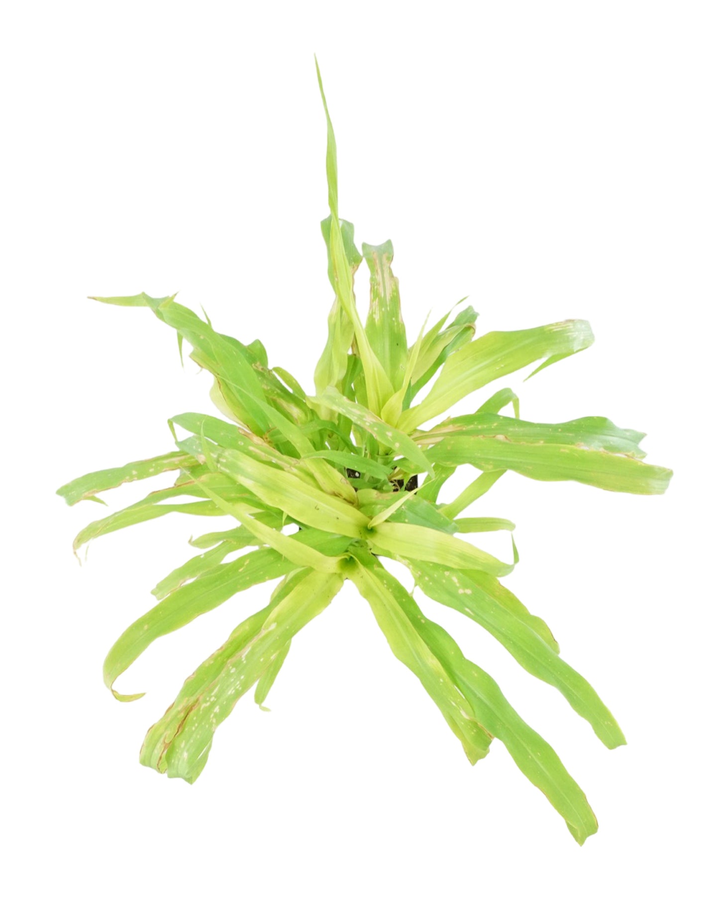 Millet 'Jade Princess' - Seasonal Plant