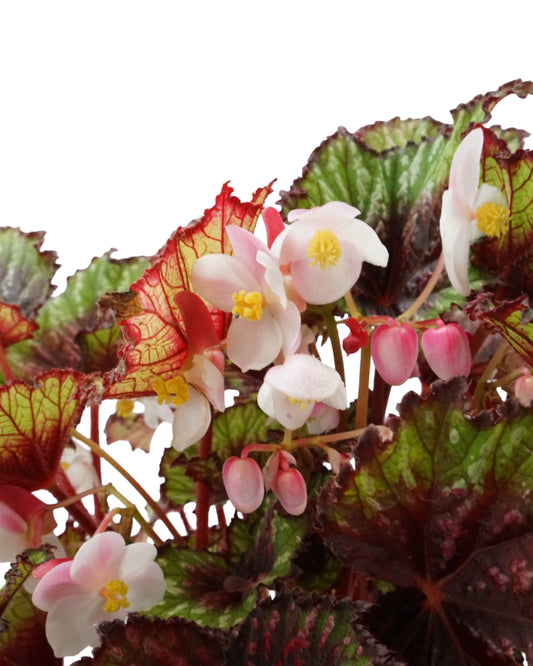 Begonia 'T-Rex Painter's Palette'