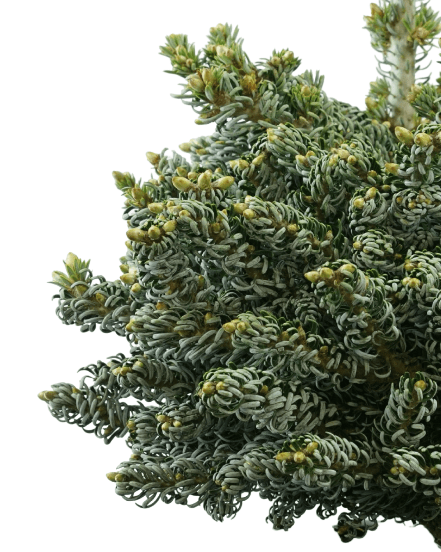 Abies koreana 'Ice Breaker' - The Garden Corner