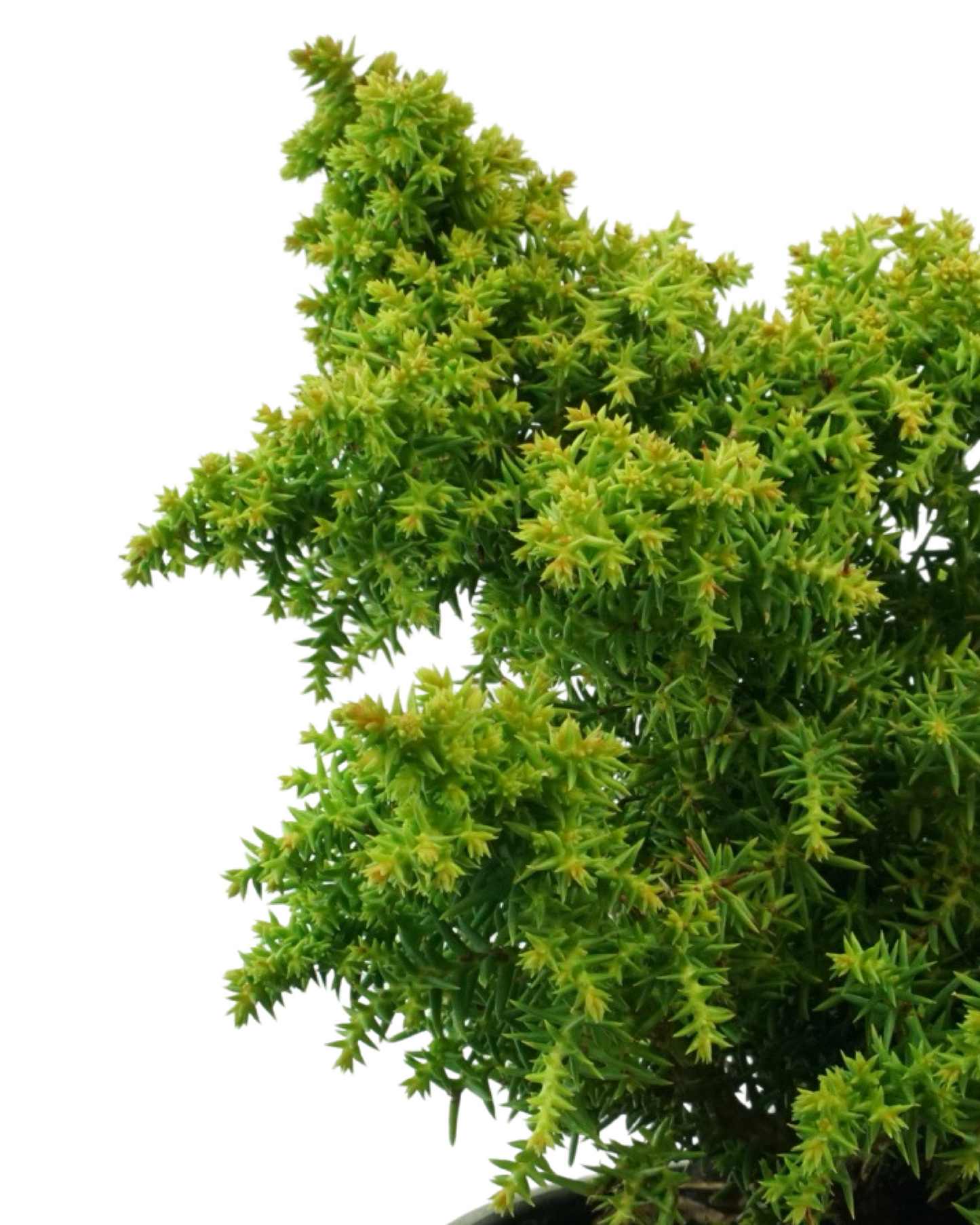 Cryptomeria japonica 'Twinkle Toes'