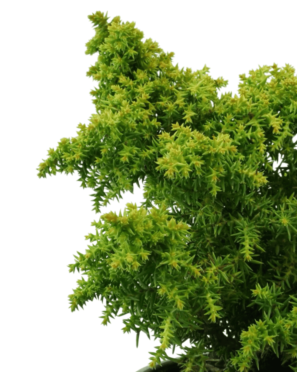 Cryptomeria japonica 'Twinkle Toes' - Shrubs