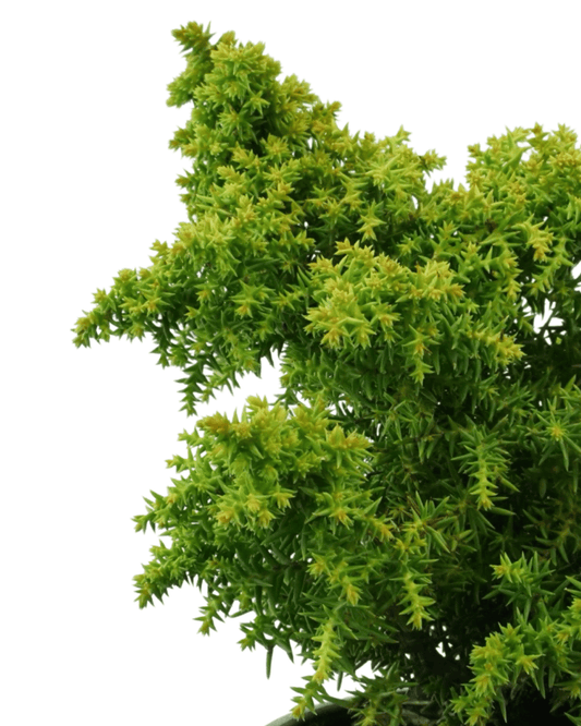 Cryptomeria japonica 'Twinkle Toes' - The Garden Corner