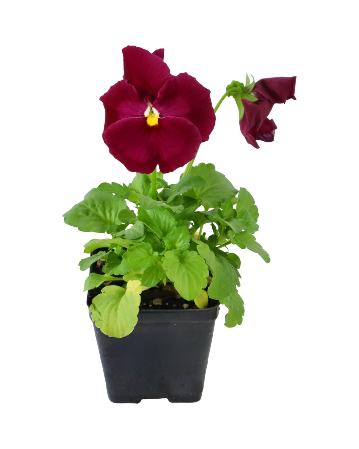 Pansy - Seasonal Plant