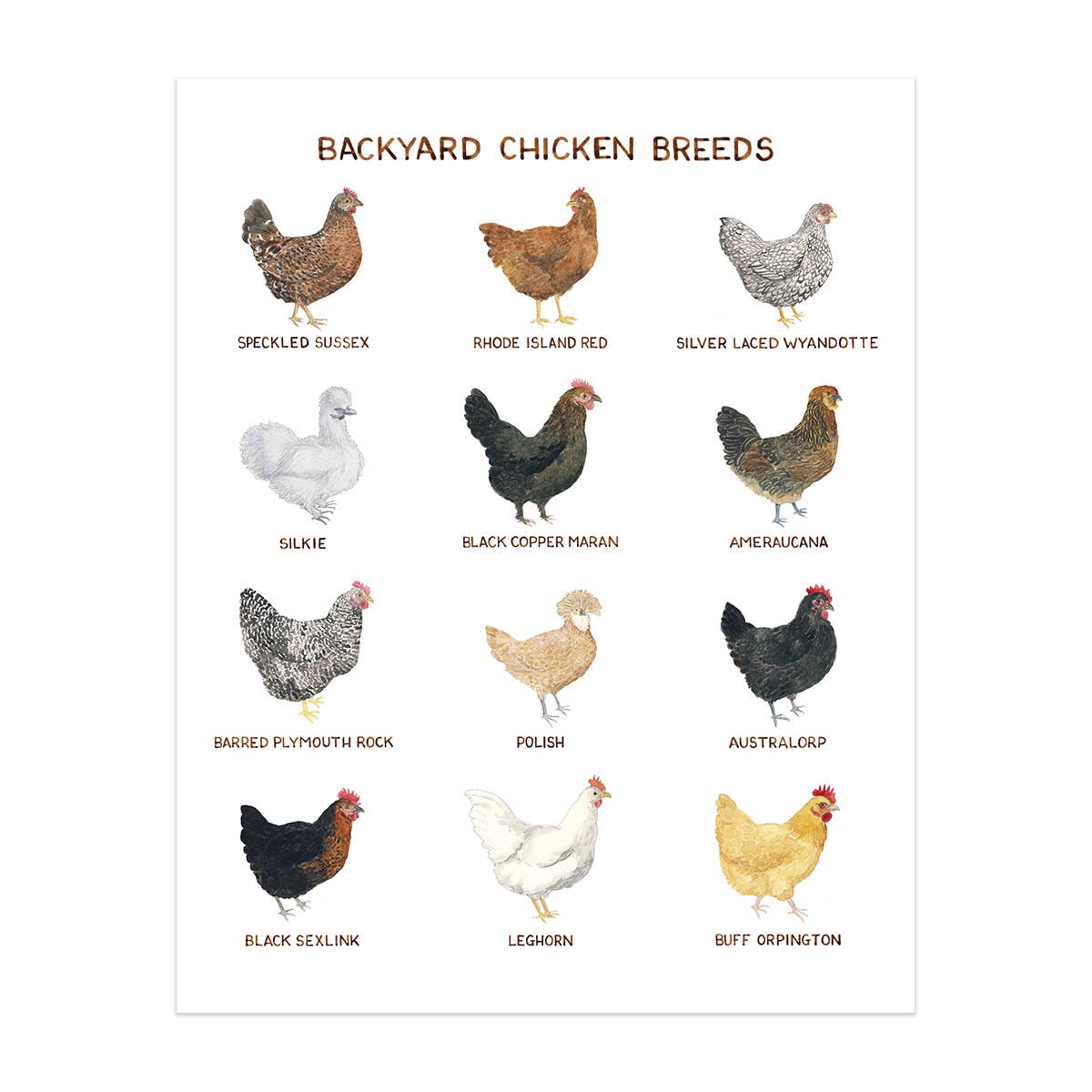 Backyard Chicken Breeds - Outdoor Living