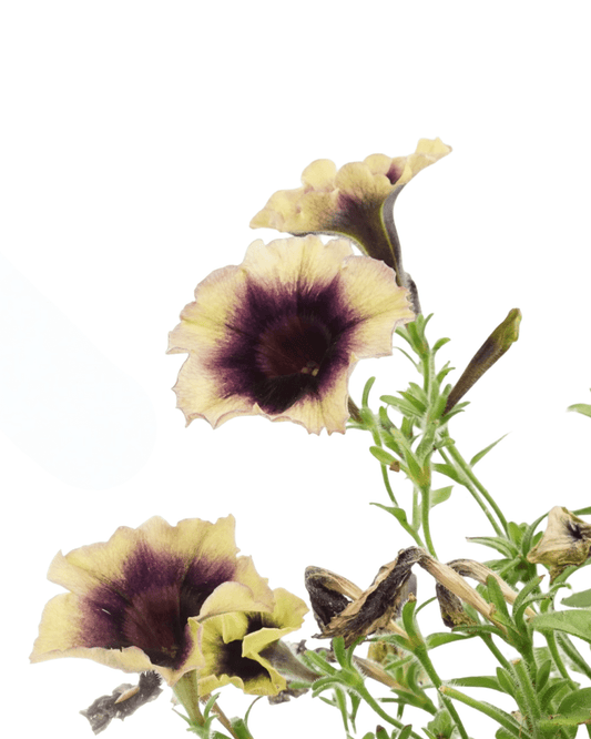 Petunia 'Surfinia Heavenly Blackberries & Cream' - The Garden Corner