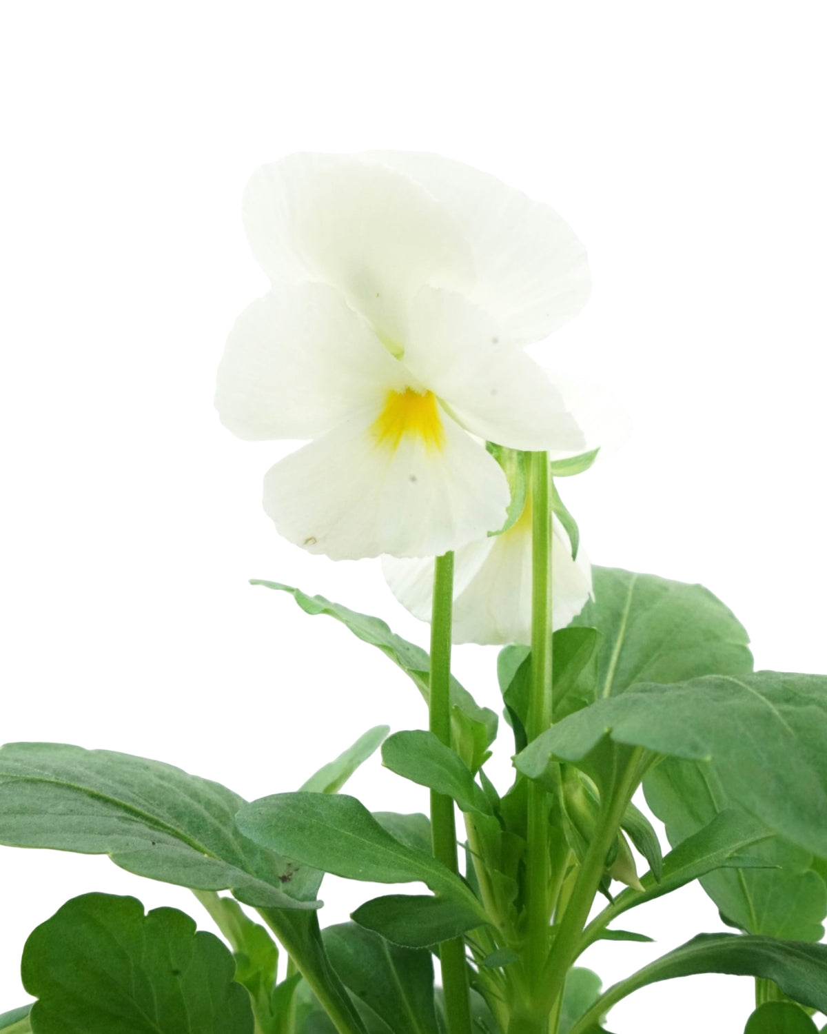 Pansy - Seasonal Plant