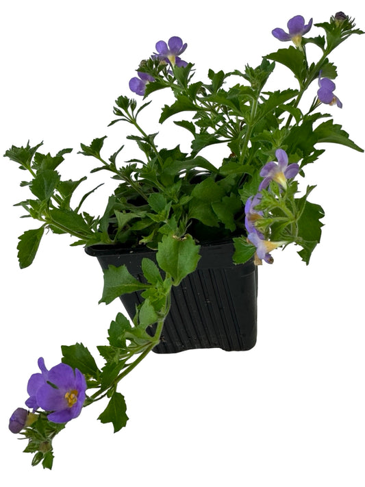 Bacopa Big Falls™ Dark Blue - Annuals
