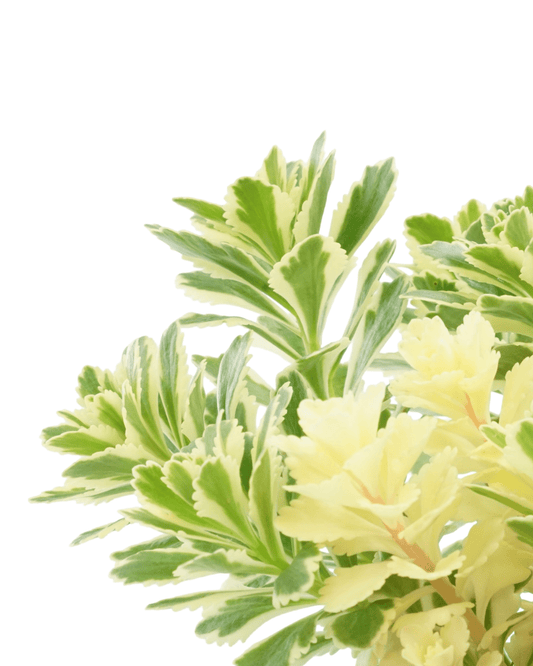 Sedum takesimense 'Atlantis' - The Garden Corner