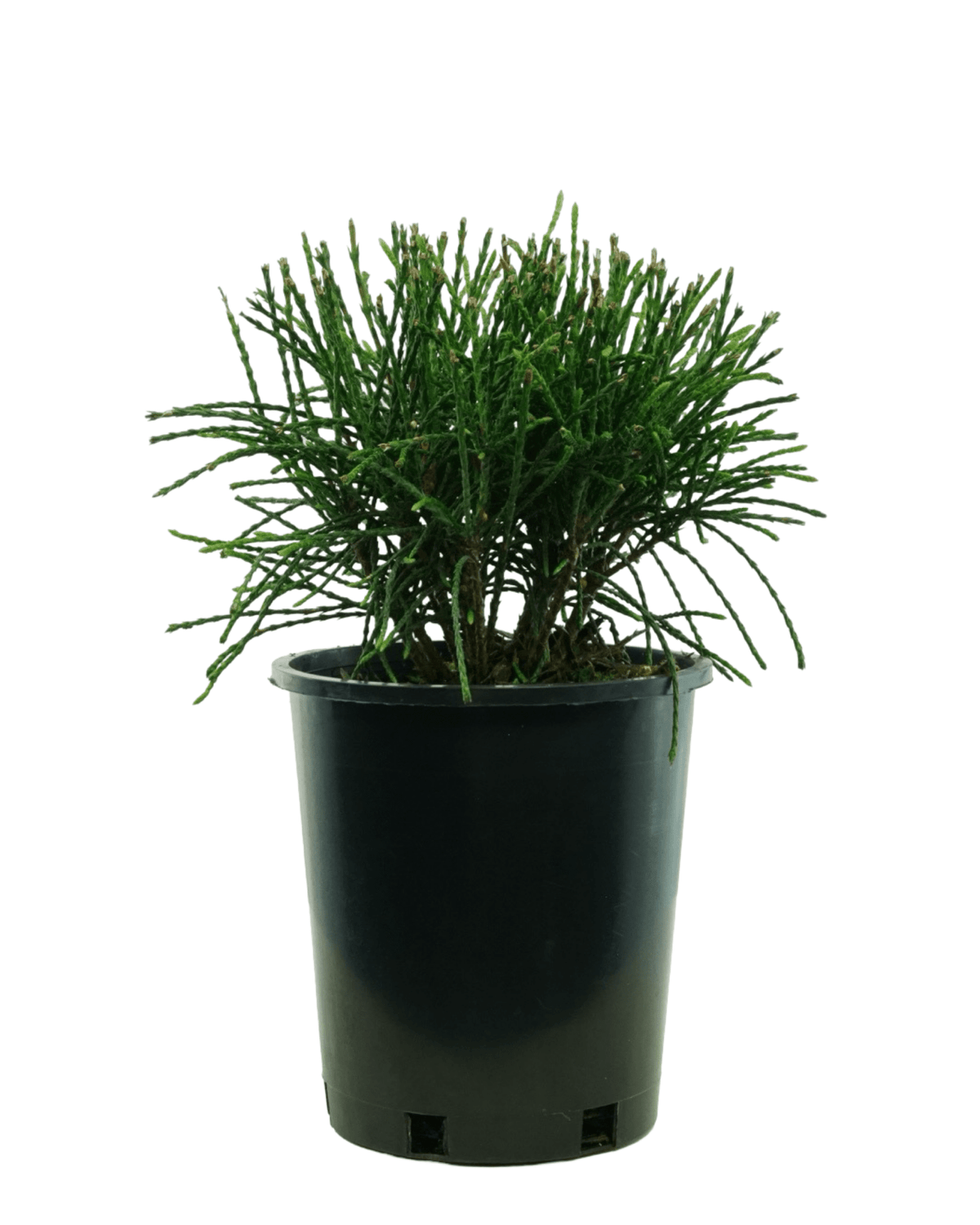 Thuja plicata 'Whipcord' - Shrubs