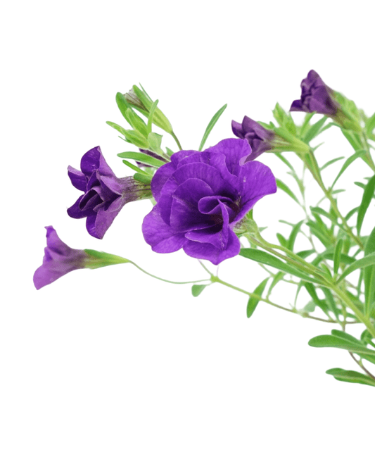 Calibrachoa 'Minifamous Double Dark Blue' - The Garden Corner