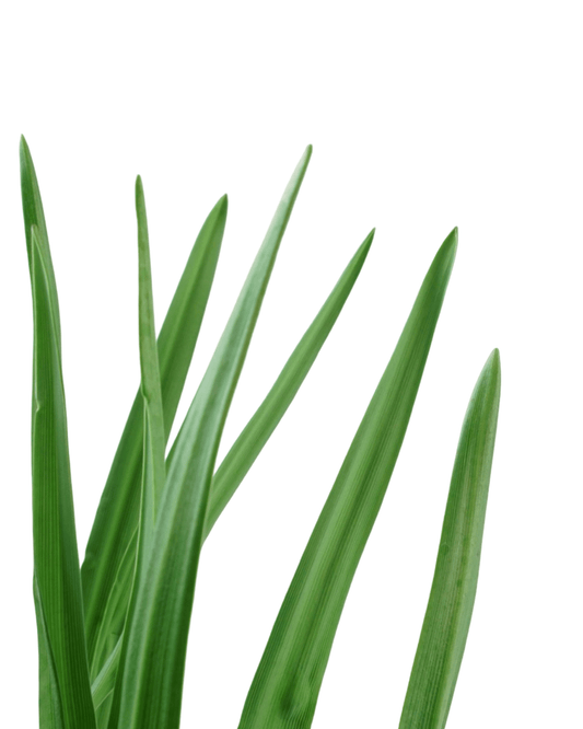 Camassia leichtlinii caerulea - The Garden Corner