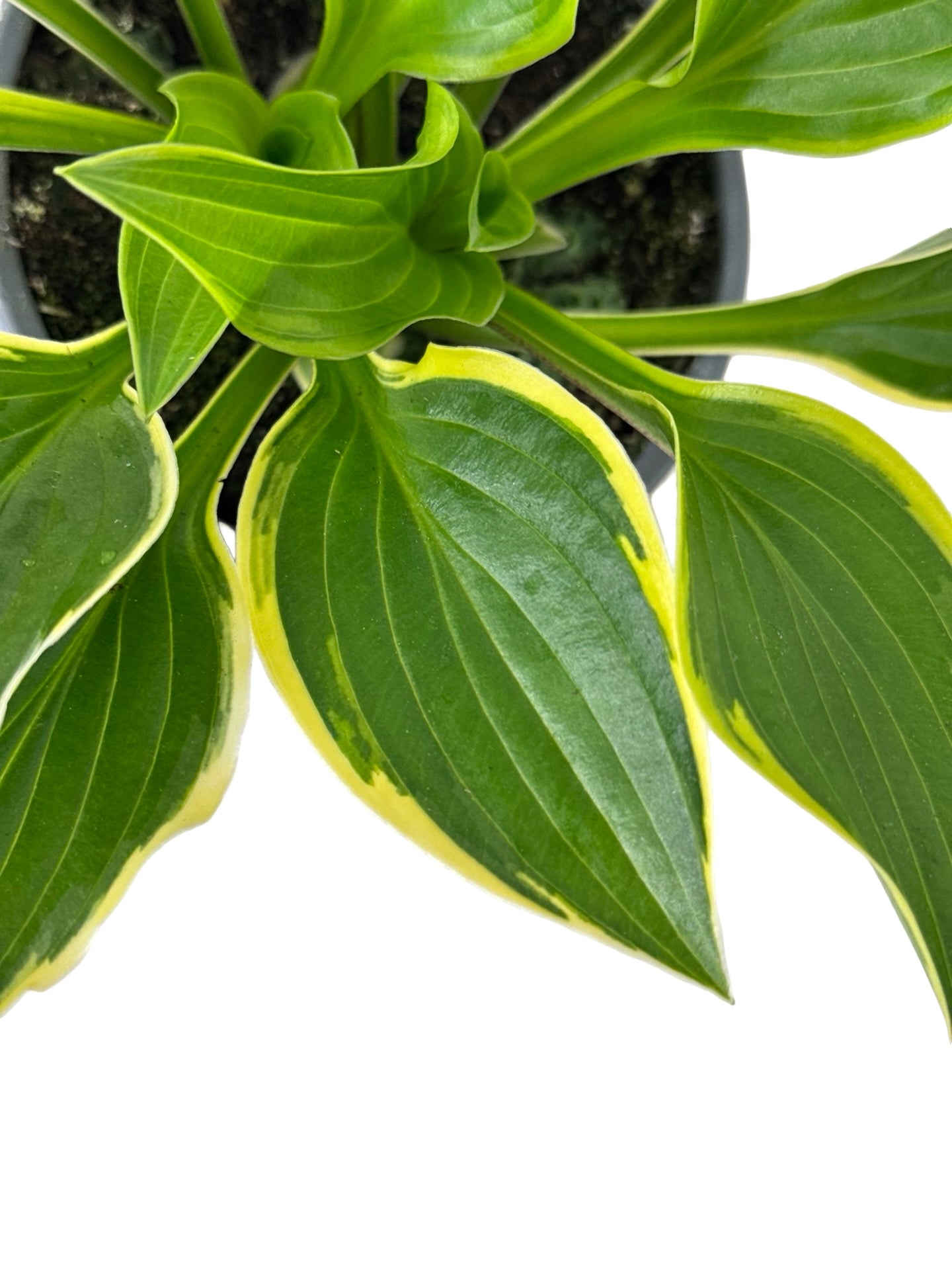 Hosta ‘Queen Josephine’ -
