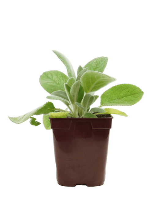 Stachys byzantina 'Helen von Stein' - The Garden Corner