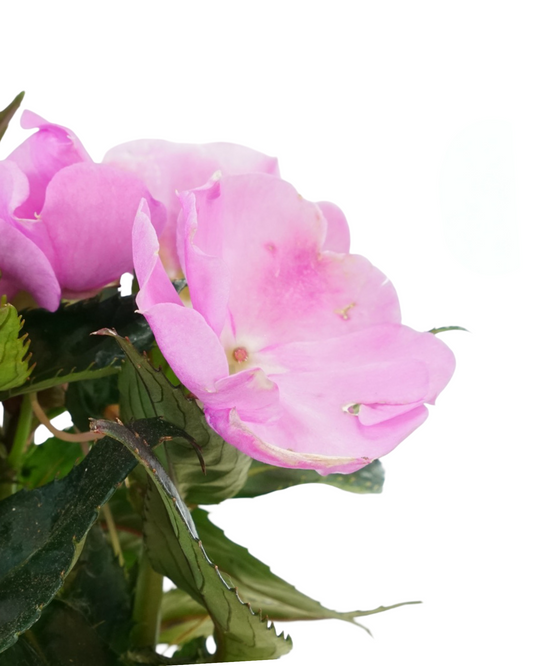 Sunpatiens 'Compact Lavender Splash' - Annuals