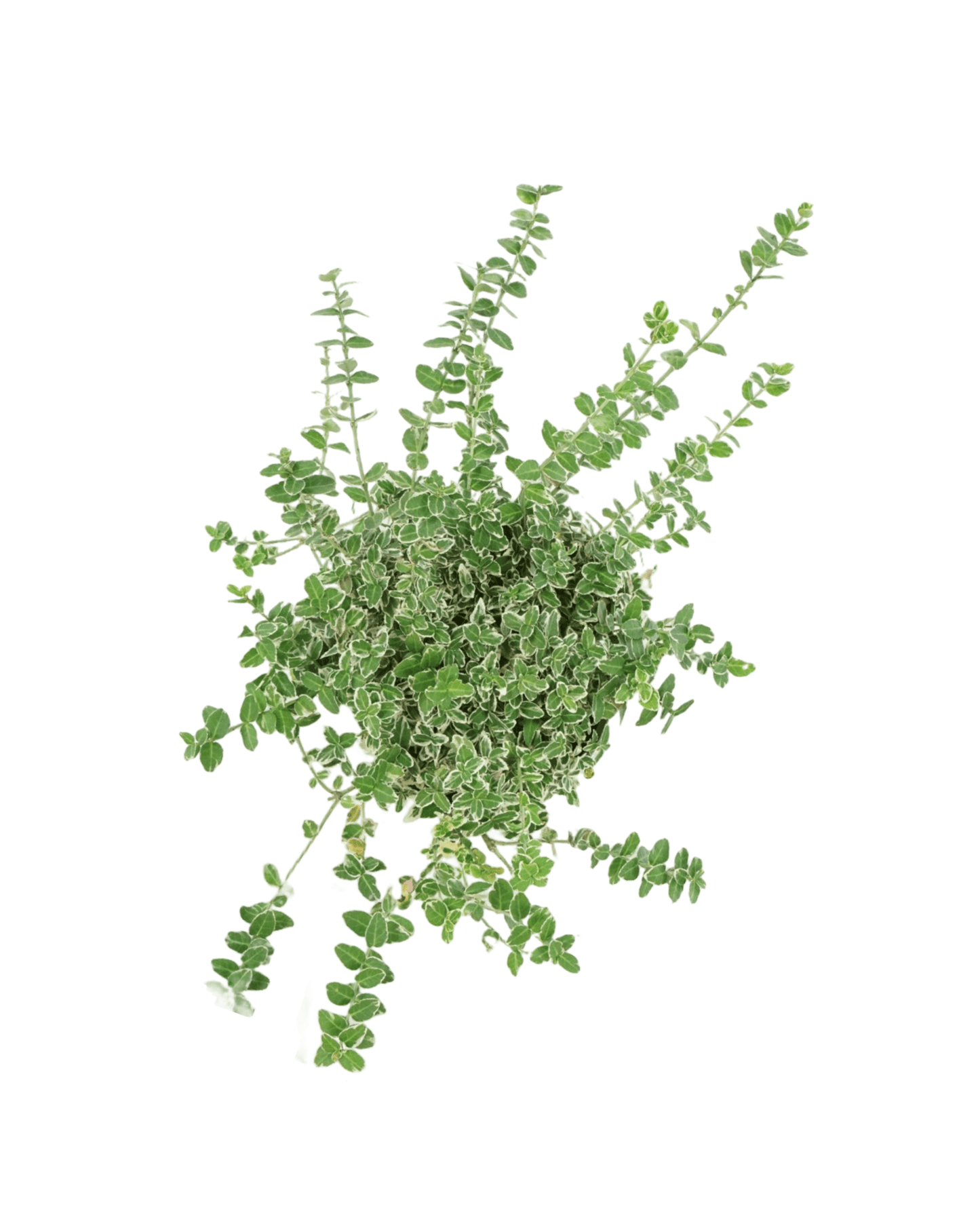 Euonymus fortunei 'Emerald Gaiety' - The Garden Corner