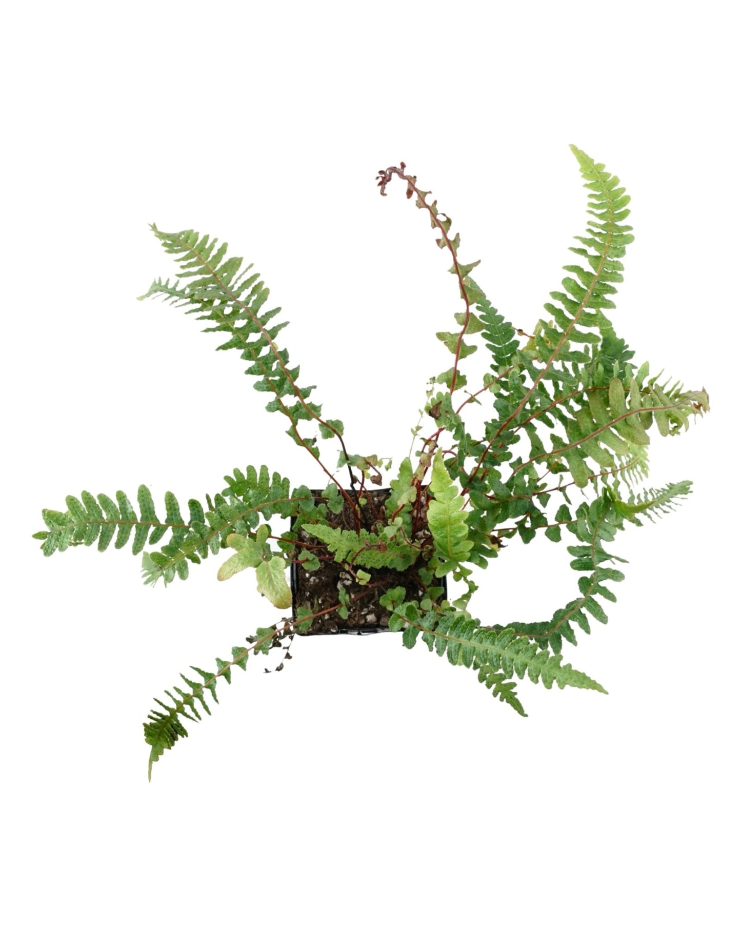 Doodia media - The Garden Corner