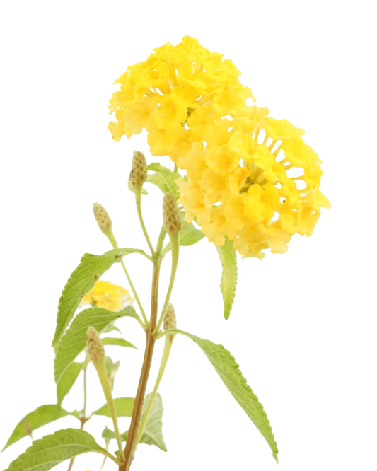 Lantana 'Landmark Gold' - The Garden Corner