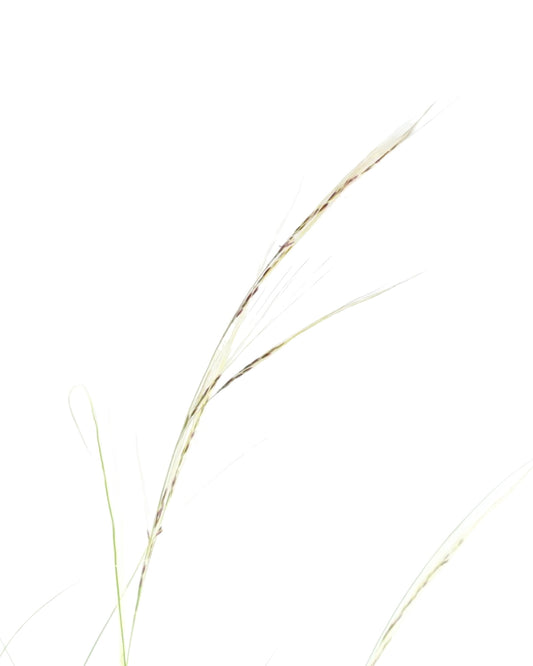 Nassella tenuissima - The Garden Corner