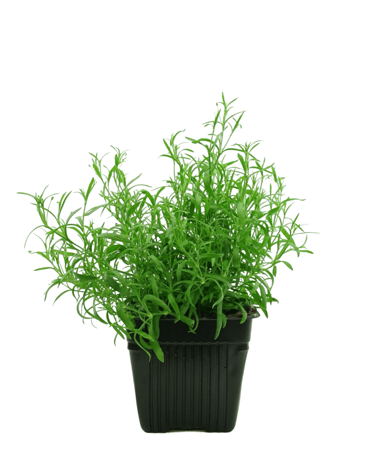 Gypsophila 'Gypsy White' - Annuals