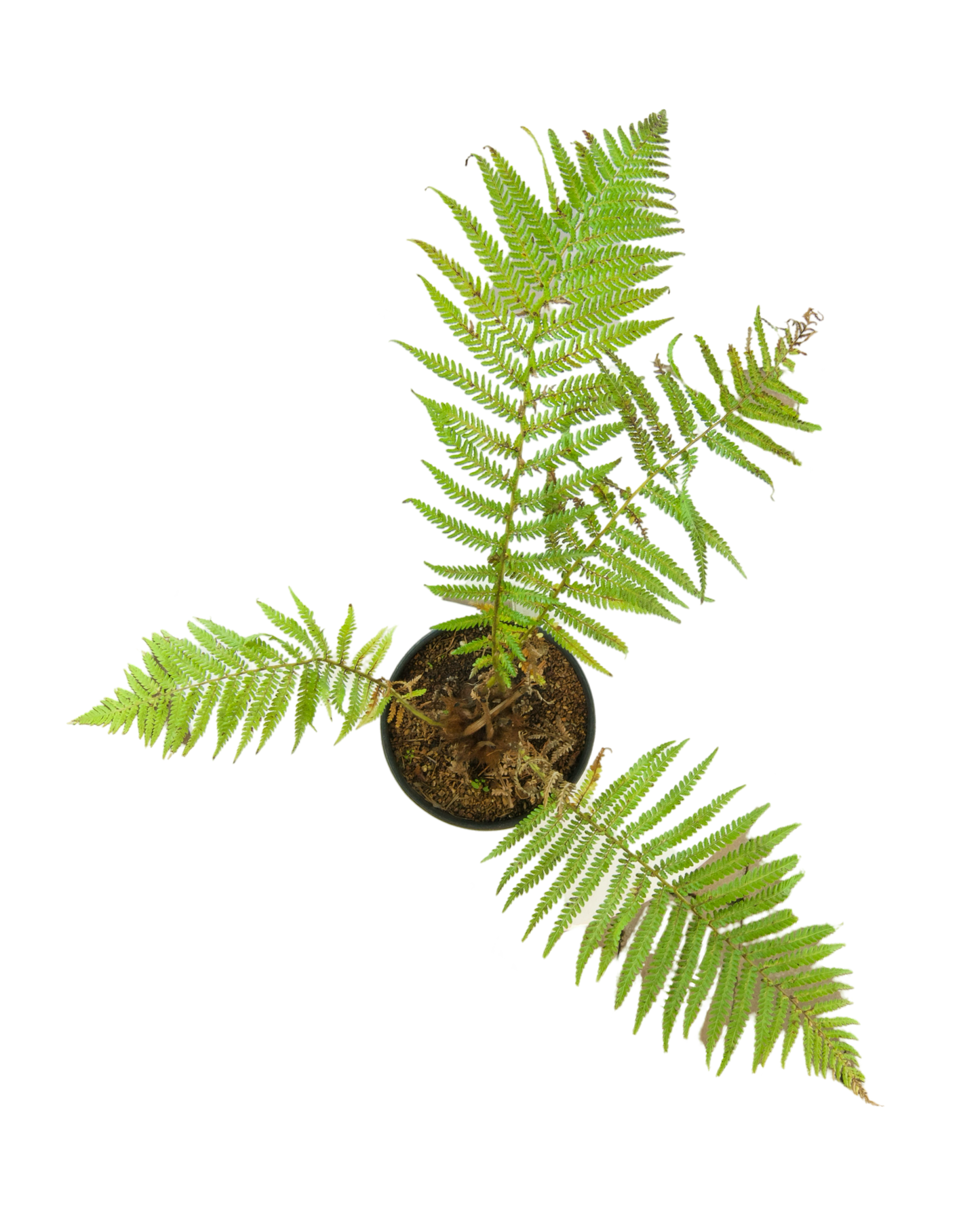 Dicksonia antarctica