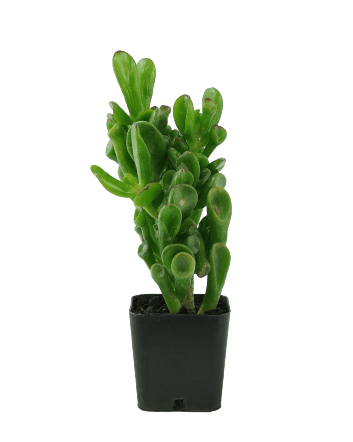 Crassula ovata ‘Gollum’ - House Plants