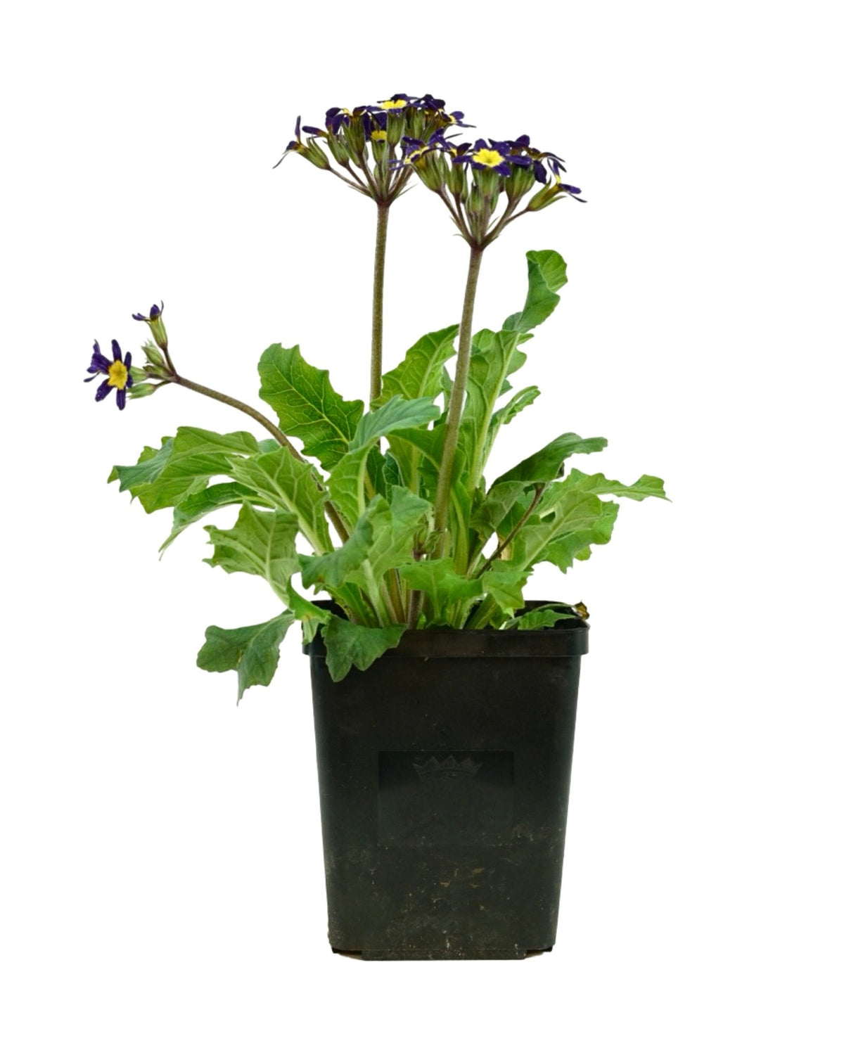 Primula 'Oakleaf Blue' - Perennials
