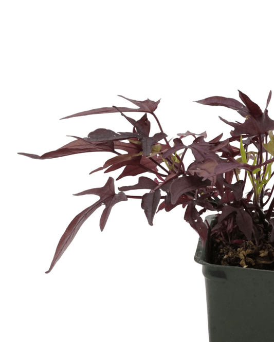 Ipomoea 'Spotlight Red' - The Garden Corner