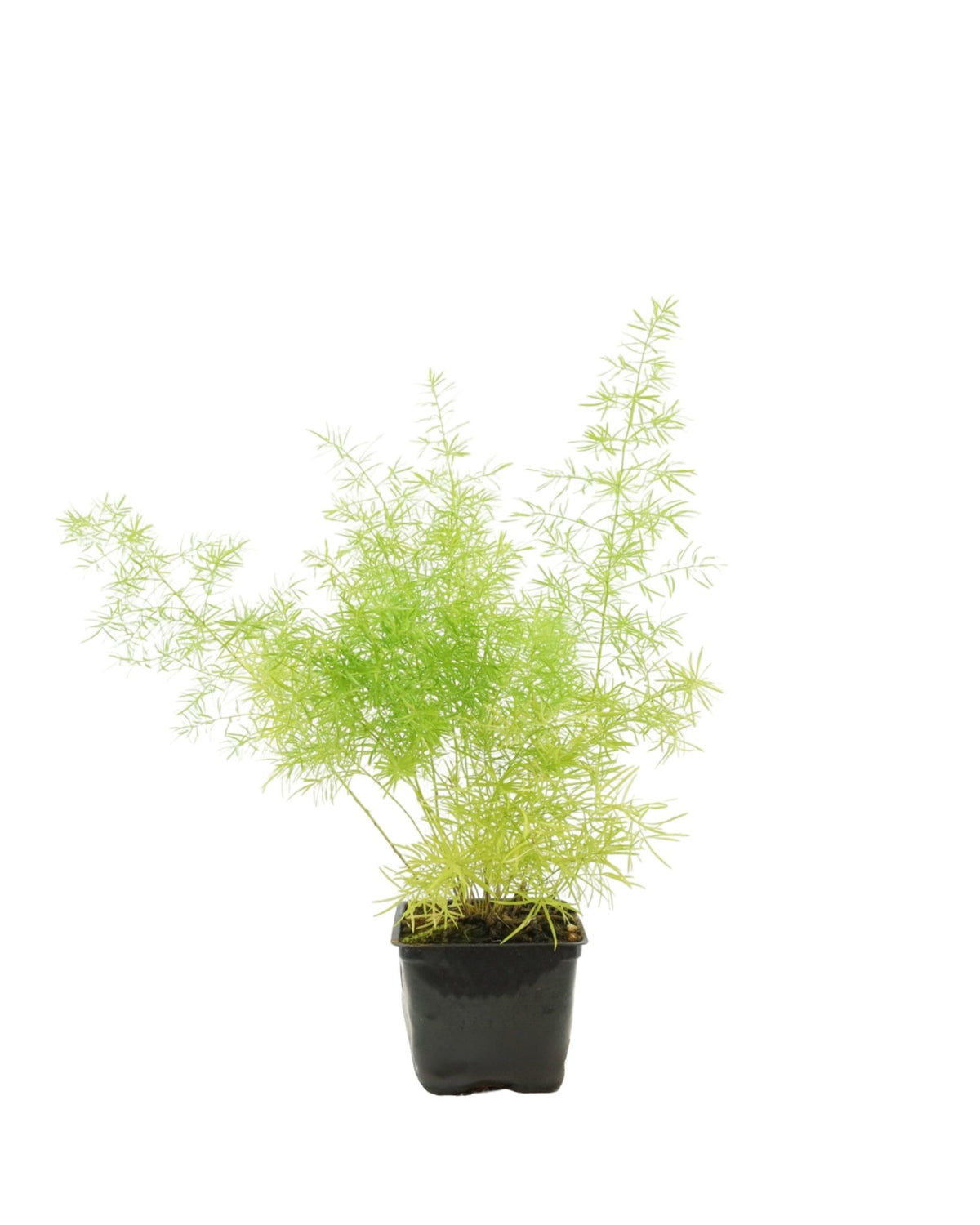 Asparagus densiflorus 'Sprengeri' - Perennials