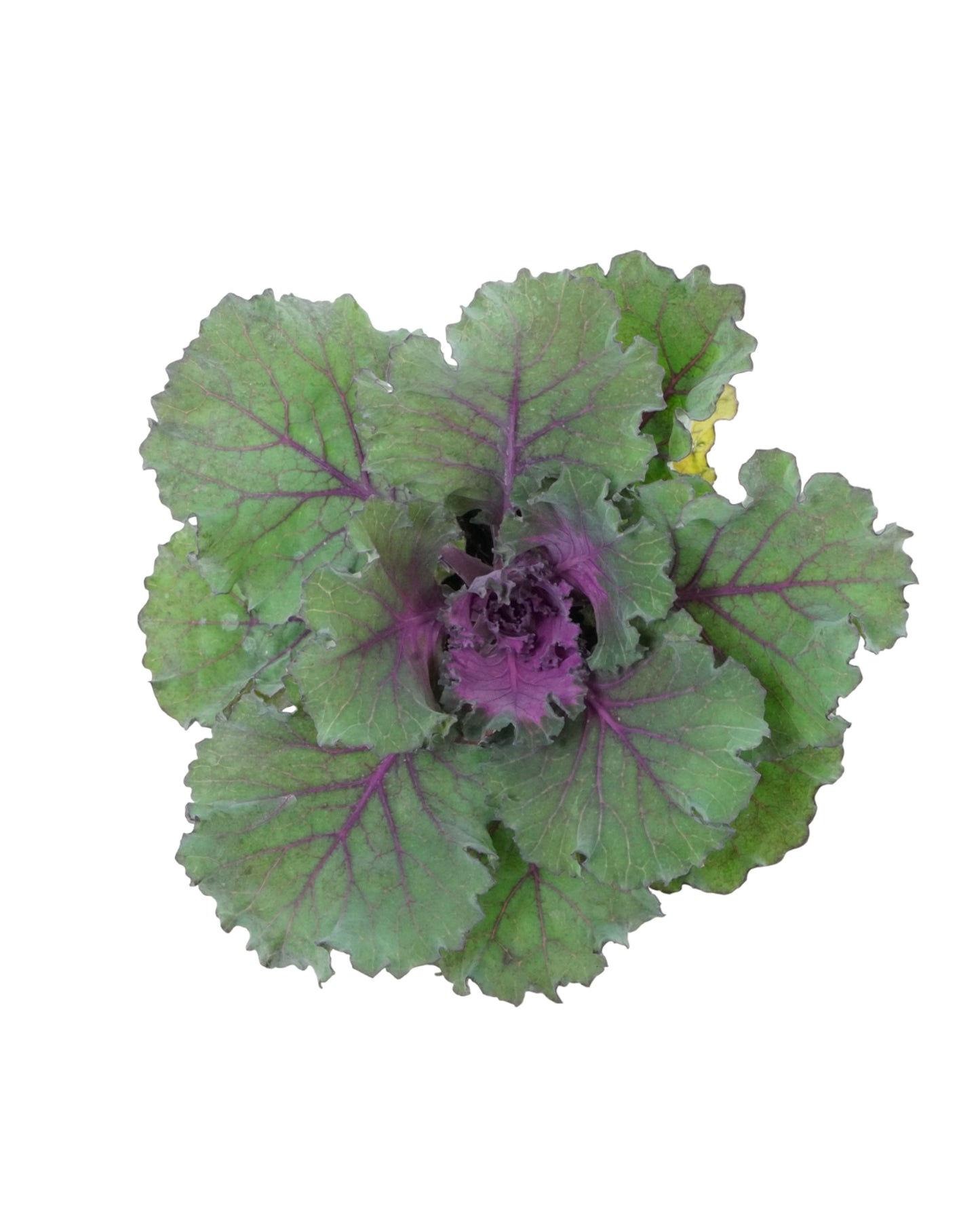 Cabbage 'Osaka IQ Red'