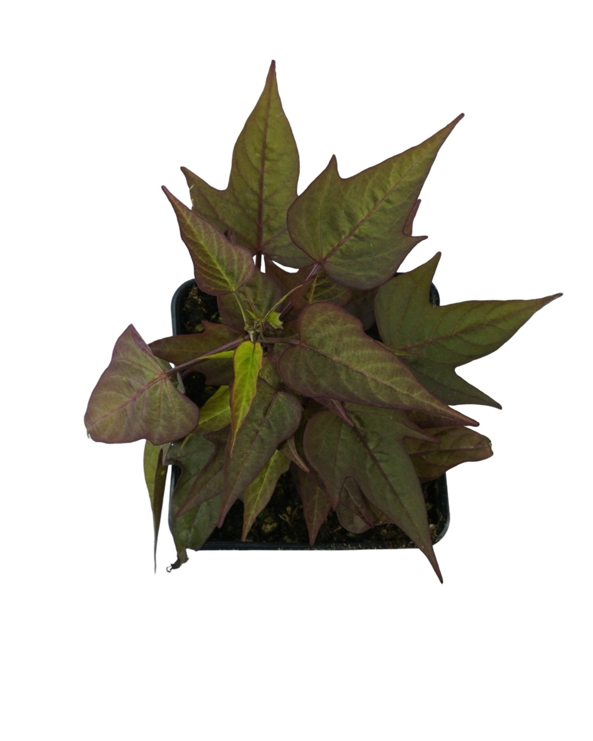 Ipomoea ‘Bright Ideas Rusty Red’ - Annuals