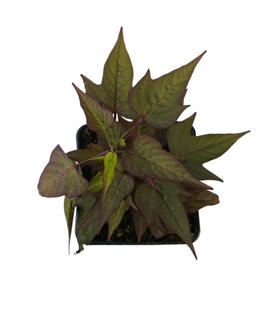 Ipomoea ‘Bright Ideas Rusty Red’ - The Garden Corner