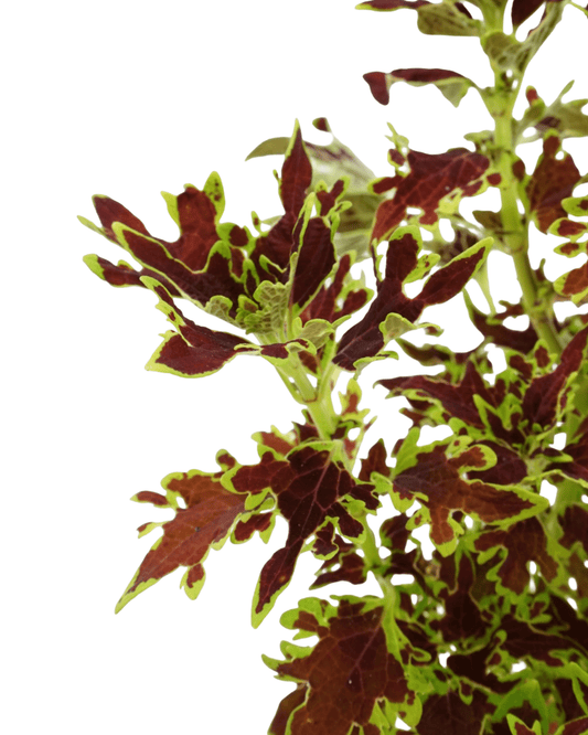 Coleus 'Limewire' - The Garden Corner