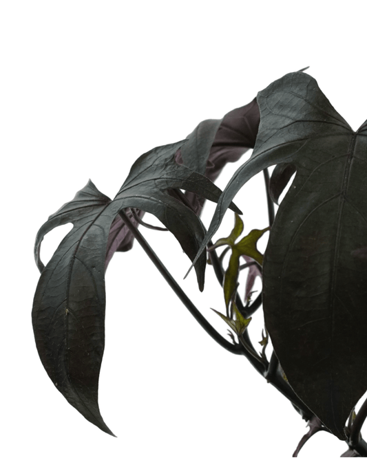 Ipomoea 'Blackie' - The Garden Corner