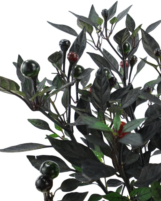 Capsicum annuum 'Onyx Red' - The Garden Corner