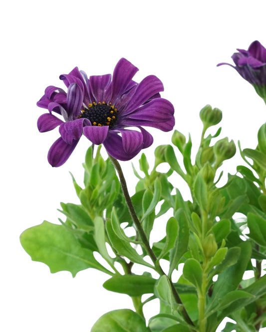 Osteospermum 'Zion Blue Denim' - The Garden Corner