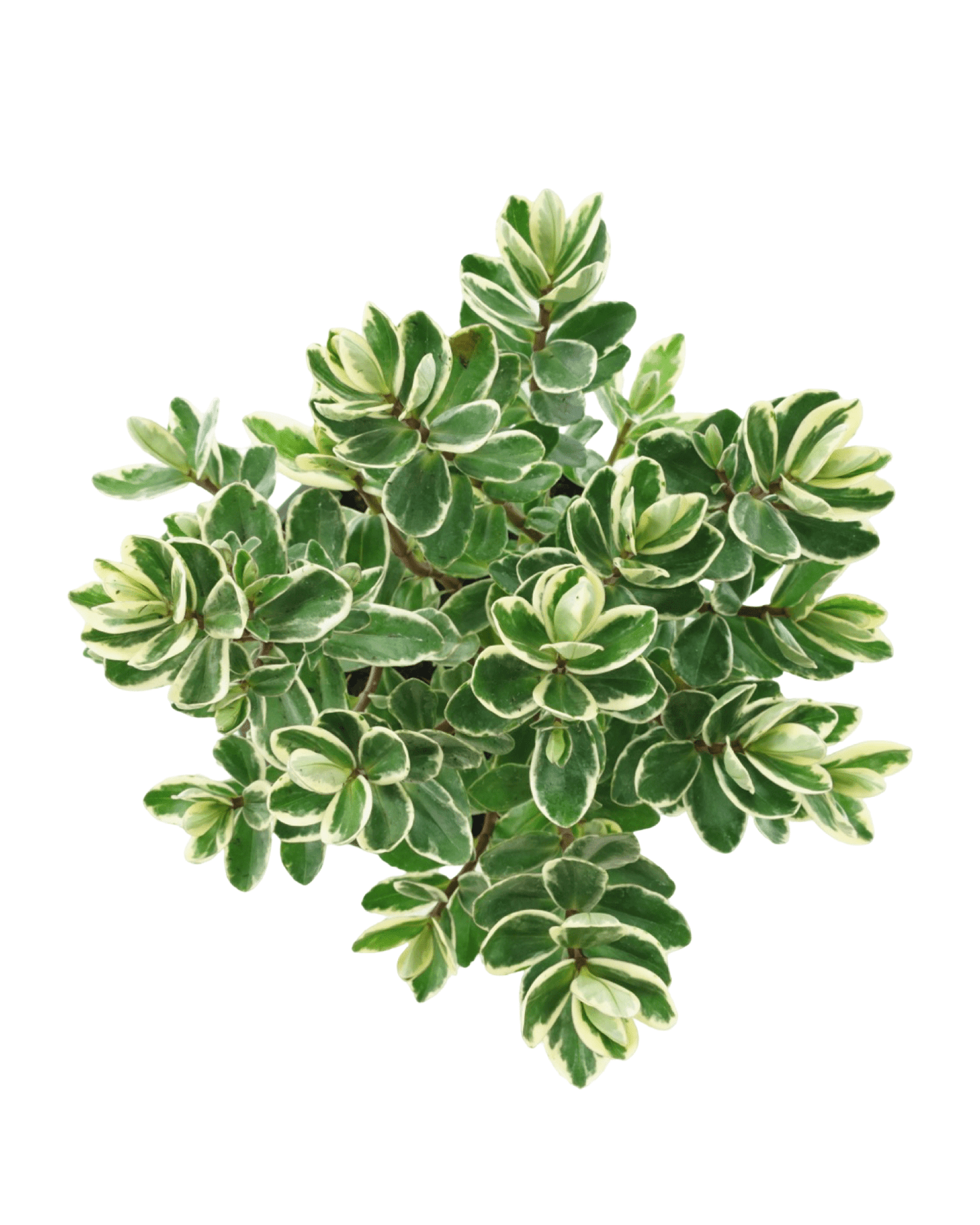 Hebe 'Katrina' - The Garden Corner