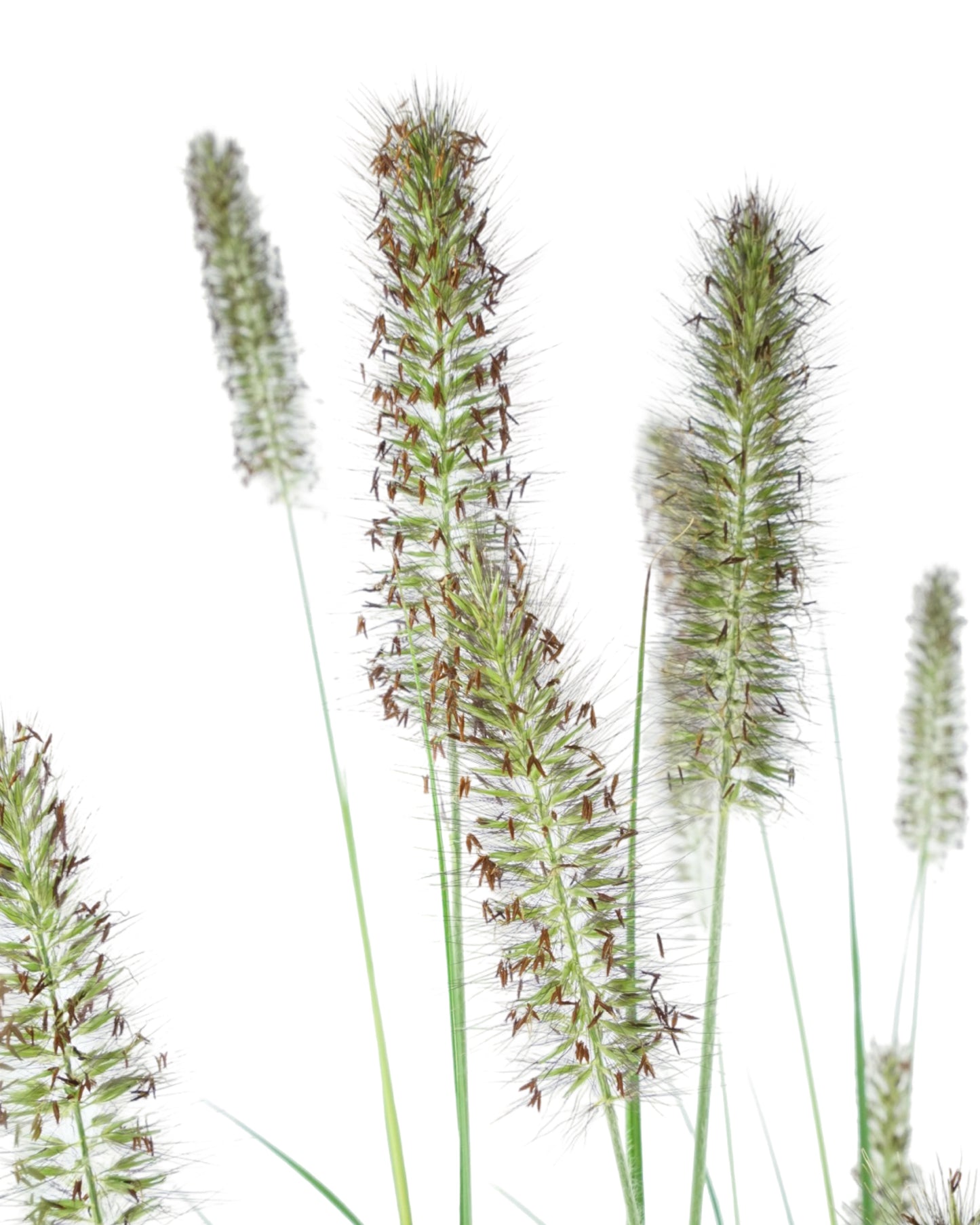 Pennisetum alopecuroides 'Ginger Love'