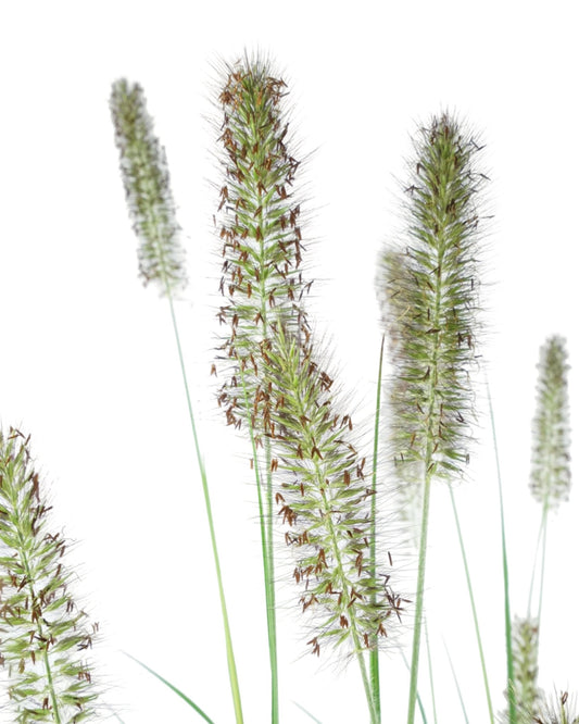 Pennisetum alopecuroides 'Ginger Love' - The Garden Corner