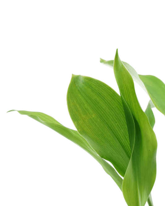 Convallaria majalis - The Garden Corner