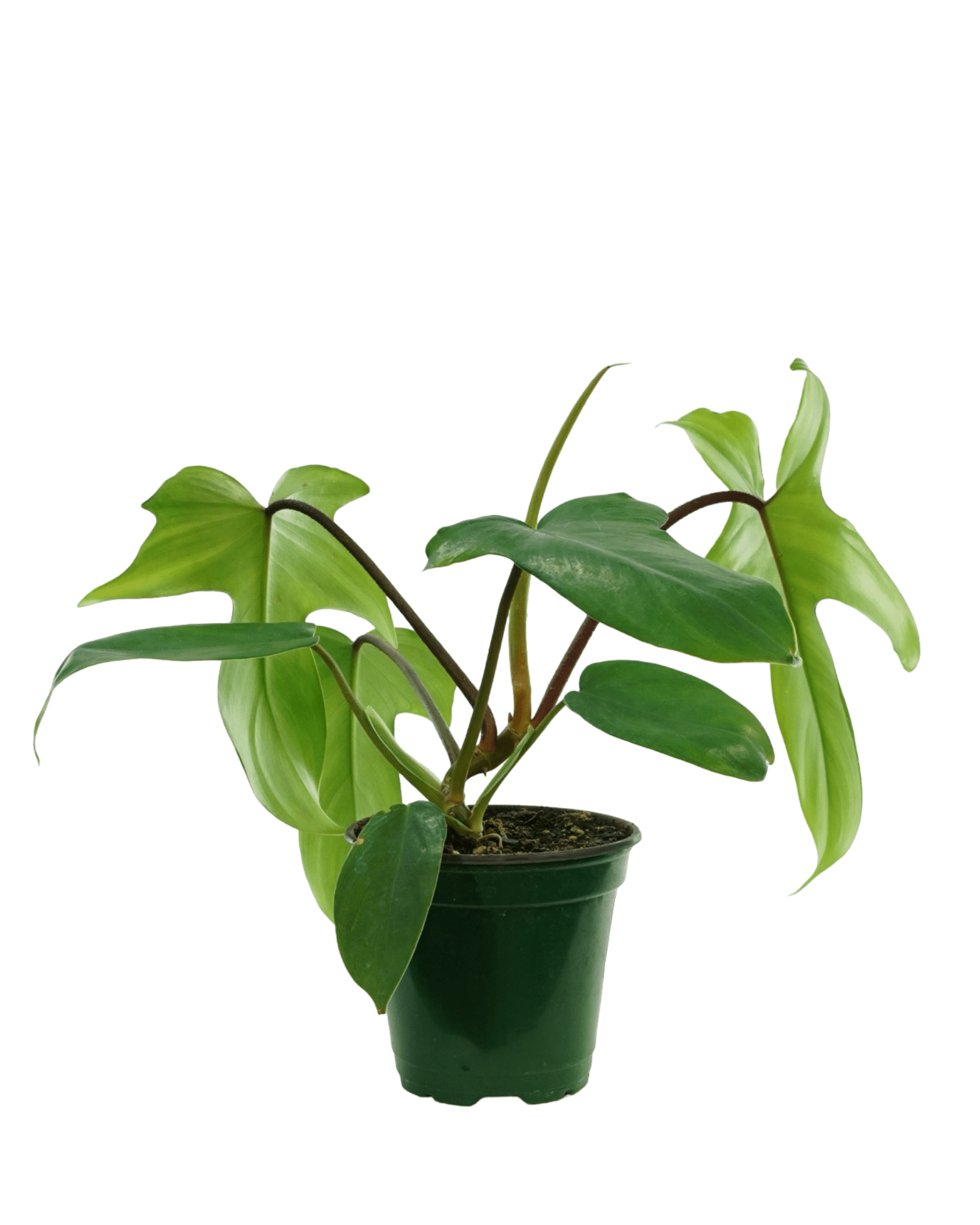 philodendron florida green size Philodendron Florida Green – The Garden Corner