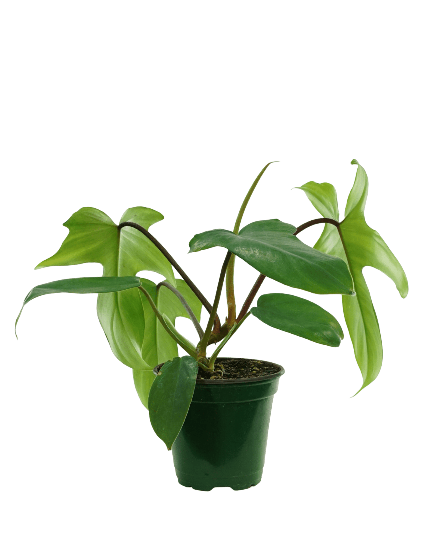 Philodendron Florida Green - The Garden Corner