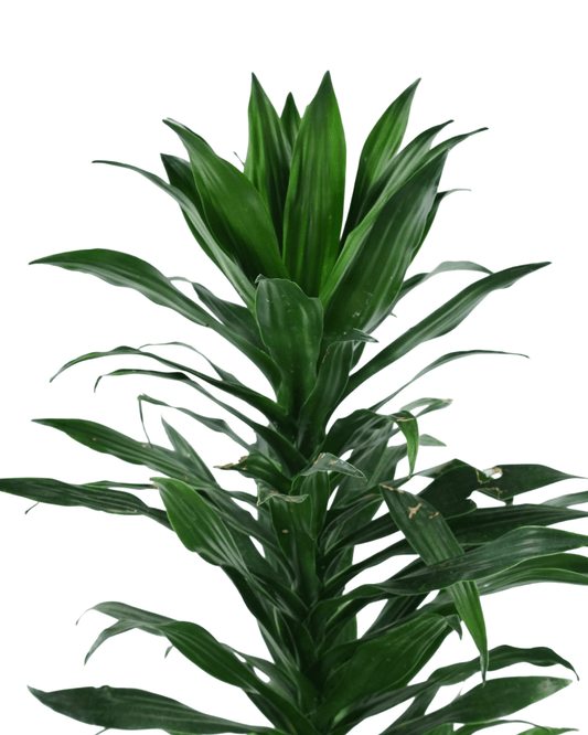 Dracaena 'JC Compacta' - The Garden Corner